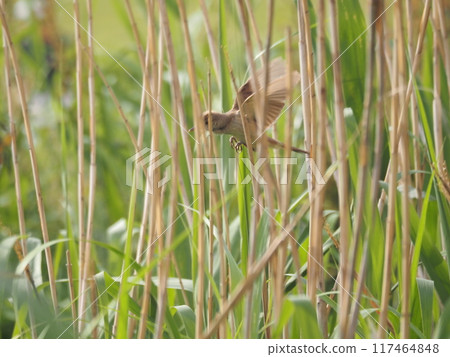 A great reed warbler living in the reed beds of the Arakawa River 117464848