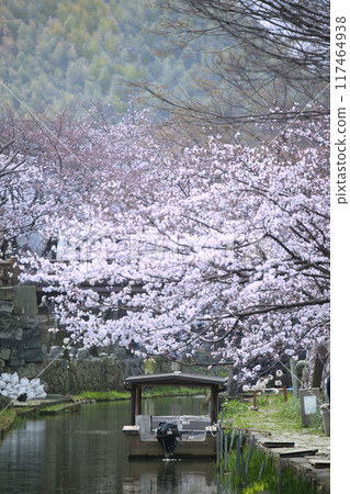 Cherry blossoms over Hachimanbori 2023 117464938