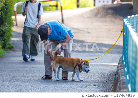 A person taking care of an elderly dog on an early morning walk 117464939