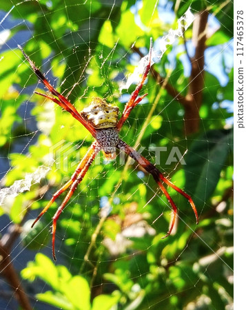 Spider animal with close up vertical view  117465378
