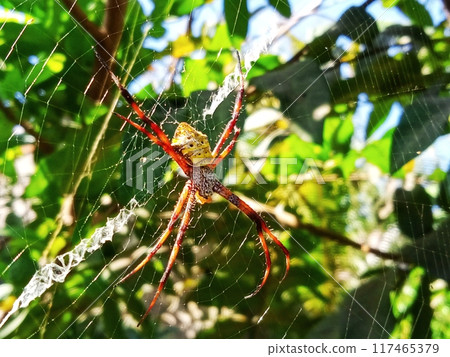 Spider animal with close up horizontal view  117465379