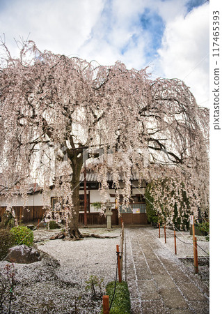 Kyoto Honmanji Temple Weeping Cherry Blossoms Spring 2023 117465393