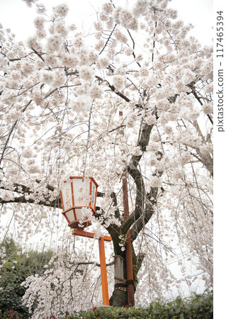 Cherry Blossoms at Fushimi Chokenji Temple 2023 117465394