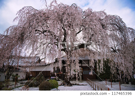 京都本滿寺垂櫻 2023 春季 117465396