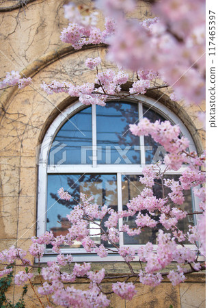 Early-blooming "Harumeki" cherry blossoms at the former Seitoku Junior High School in spring 2023 117465397