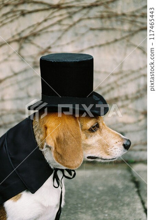 Beagle 3 wearing a top hat and cape 117465443