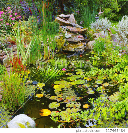 Overgrown koi fish pond in a garden outside. Variety of aquatic plants like lily pads, cattails, and lotus flowers growing in ornamental japanese water feature. Tranquil, serene and calm nature scene 117465484