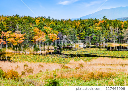 北海道秋季知床五湖市子湖 北海道秋季知床五湖市子湖 117465906