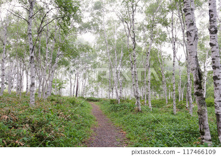 Sakuho Town, Yachiho Highlands Nature Park, white birch trees Sakuho Town, Yachiho Highlands Nature Park, white birch trees 117466109