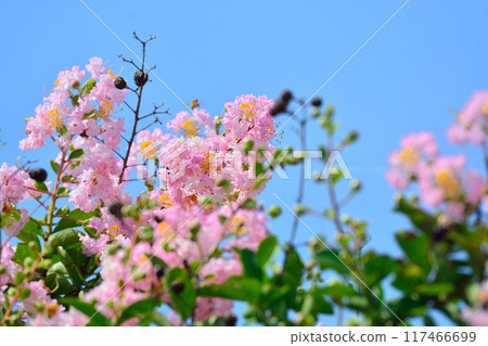 縐紗花 縐紗花 117466699