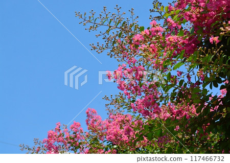 Flower of crape mybs 117466732