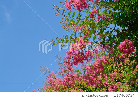 Flower of crape mybs 117466734