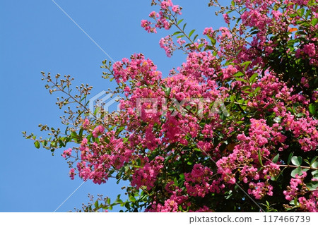 Flower of crape mybs Flower of crape mybs 117466739
