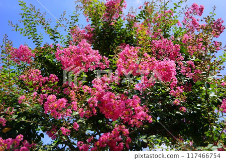 Flower of crape mybs Flower of crape mybs 117466754