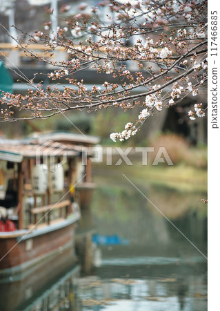 伏見櫻花風景 2023 伏見櫻花風景 2023 117466885
