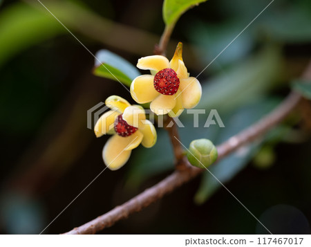 初秋鼠尾草雄花 117467017