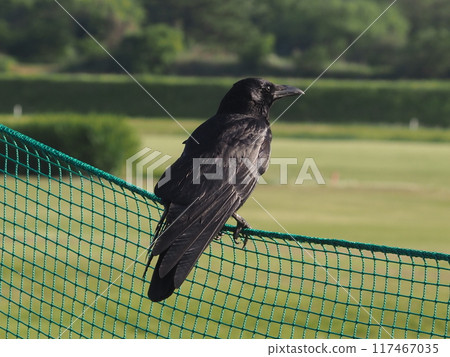 A large-billed crow perched on the fence of Ukima Golf Course in Kawaguchi City A large-billed crow perched on the fence of Ukima Golf Course in Kawaguchi City 117467035