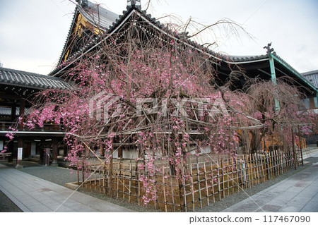 2023年春天佛光寺櫻花盛開 117467090