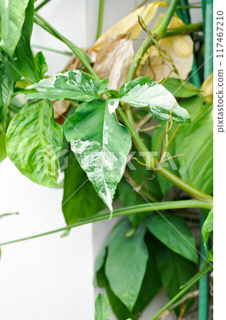 Syngonium podophyllum, Arrowhead Vine or Goosefoot Plant or Araceae Syngonium podophyllum, Arrowhead Vine or Goosefoot Plant or Araceae 117467210