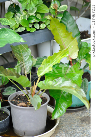 Anthurium Renaissance or Anthurium Renaissance Anthurium Renaissance or Anthurium Renaissance 117467213