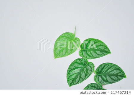 Satin Pothos, Silk Pothos or Silver hilodendron or Scindapsus pictus Hassk or Argyreus or Araceae Satin Pothos, Silk Pothos or Silver hilodendron or Scindapsus pictus Hassk or Argyreus or Araceae 117467214