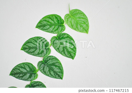 Satin Pothos, Silk Pothos or Silver hilodendron or Scindapsus pictus Hassk or Argyreus or Araceae Satin Pothos, Silk Pothos or Silver hilodendron or Scindapsus pictus Hassk or Argyreus or Araceae 117467215