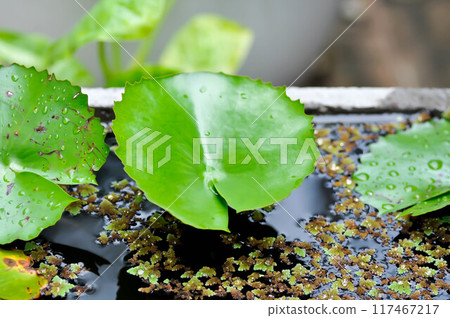 rain drop on lotus leaf, lotus leaves or lotus plant and aquatic plant or Azolla Anabaena plant rain drop on lotus leaf, lotus leaves or lotus plant and aquatic plant or Azolla Anabaena plant 117467217