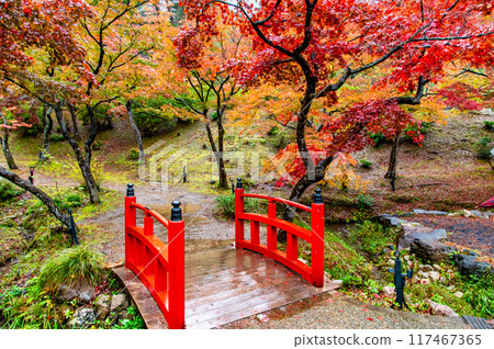 Yahiko Park Momiji Valley in Niigata, dyed in autumn leaves 117467365