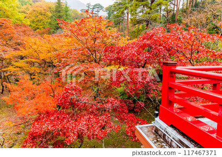Yahiko Park Momiji Valley in Niigata, dyed in autumn leaves Yahiko Park Momiji Valley in Niigata, dyed in autumn leaves 117467371