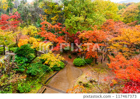 Yahiko Park Momiji Valley in Niigata, dyed in autumn leaves Yahiko Park Momiji Valley in Niigata, dyed in autumn leaves 117467373