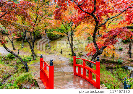 Yahiko Park Momiji Valley in Niigata, dyed in autumn leaves Yahiko Park Momiji Valley in Niigata, dyed in autumn leaves 117467380