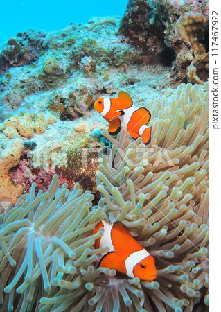 Spawning, clownfish swimming in sea anemone 117467922