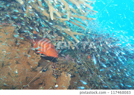 Coral and blue sea, Yukata grouper underwater photo 117468083