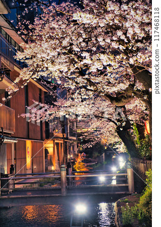 Kyoto Kiyamachi Cherry Blossom Avenue 2023 Kyoto Kiyamachi Cherry Blossom Avenue 2023 117468118