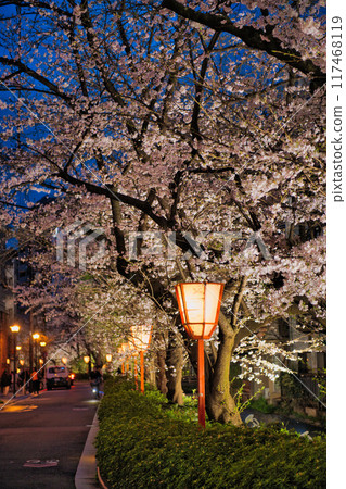 Kyoto Kiyamachi Cherry Blossom Avenue 2023 Kyoto Kiyamachi Cherry Blossom Avenue 2023 117468119