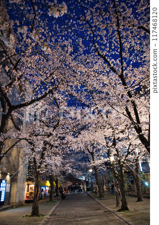 Kyoto Gion Shirakawa Cherry Blossoms at Night Spring 2023 Kyoto Gion Shirakawa Cherry Blossoms at Night Spring 2023 117468120
