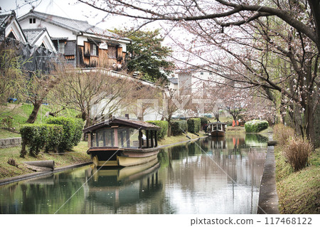 伏見櫻花風景 2023 117468122