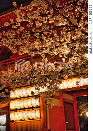 京都八坂神社的夜櫻 117468131