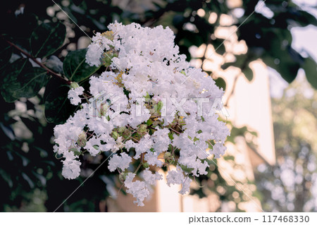 White crape myb flower 117468330