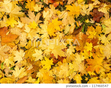 Background of wet yellow and green fallen maple leaves 117468547