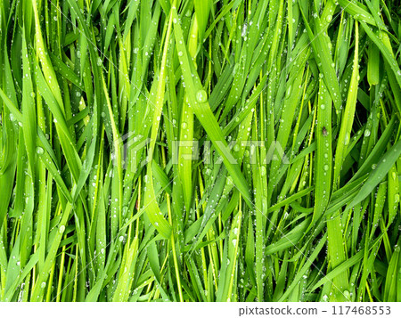 Beautiful green grass leaves texture with rain drops Beautiful green grass leaves texture with rain drops 117468553