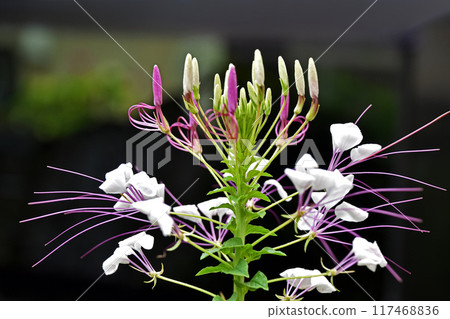 Flower of Creme Flower of Creme 117468836