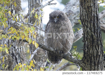 A spotted owl waiting for darkness 117469275