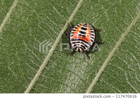Living creatures - Insects - Spotted stink bug, young larvae. It is an invasive species from the south, but is now completely common in the Kanto region. Living creatures - Insects - Spotted stink bug, young larvae. It is an invasive species from the south, but is now completely common in the Kanto region. 117470616