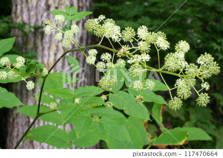 白山木花 白山木花 117470664