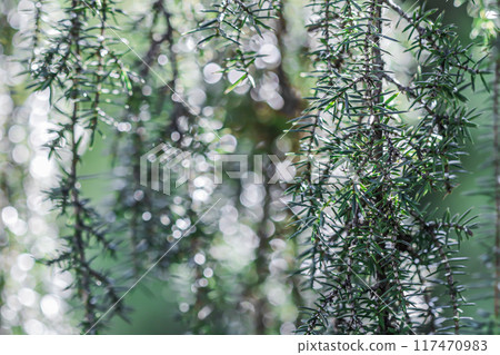 Closeup Blue leaves of evergreen coniferous tree Juniperus Horstmann after rain. Extreme bokeh with light reflection. Blurred nature background 117470983