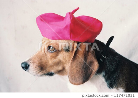 戴著粉紅色貝雷帽的小獵犬2 117471031