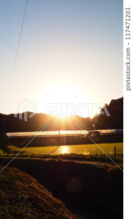 Sunset over rice field Sunset over rice field 117471201