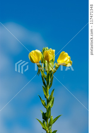 Waiting grass Waiting grass 117471348