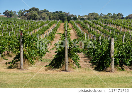 Rows of vine - Bellarine 117471733